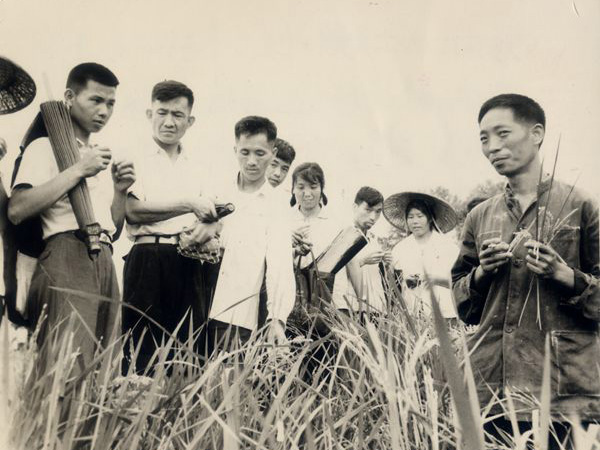 安江农校-袁隆平（右一）在试验田介绍雄性不育水稻